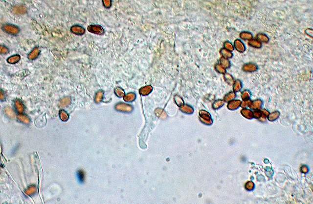 Psathyrella laevissima     (Romagn.)     Singer